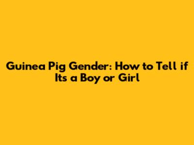 Guinea Pig Gender: How to Tell if It's a Boy or Girl